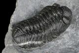 Adrisiops Weugi Trilobite - Recently Described Phacopid #174736-4